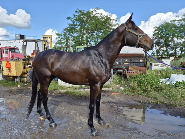 Thoroughbred Stallion 4 years Bay in Lockeford