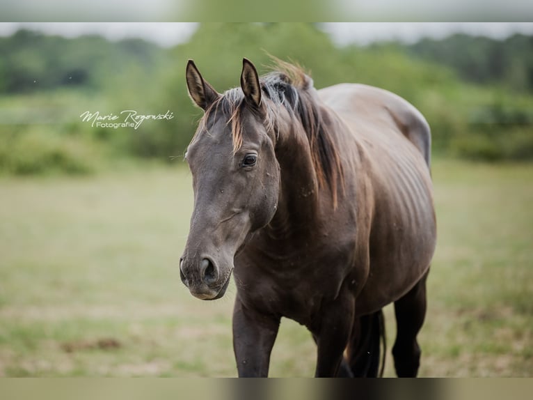 Thoroughbred Stallion 4 years Black in Beaumont pied-de-boeuf