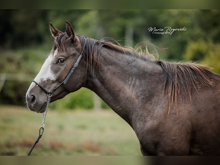 Thoroughbred Stallion 4 years Black in VaasBeaumont pied-de-boeuf