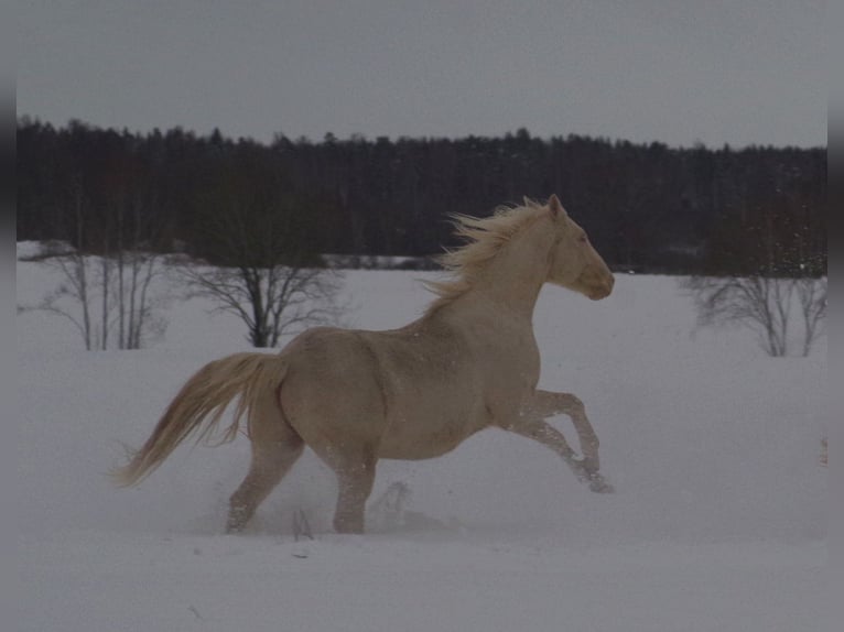 Thoroughbred Stallion 5 years 15,1 hh Cremello in Linn