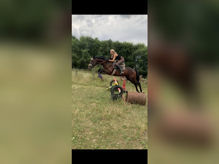 Thoroughbred Stallion 5 years 16 hh Brown in Oroszlany