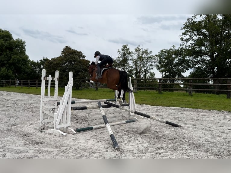 Thoroughbred Stallion 5 years 16 hh Brown in mézidon canon