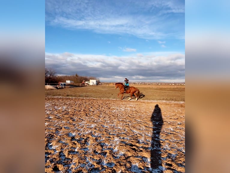 Thoroughbred Stallion 5 years 16 hh Chestnut in Gyömrő