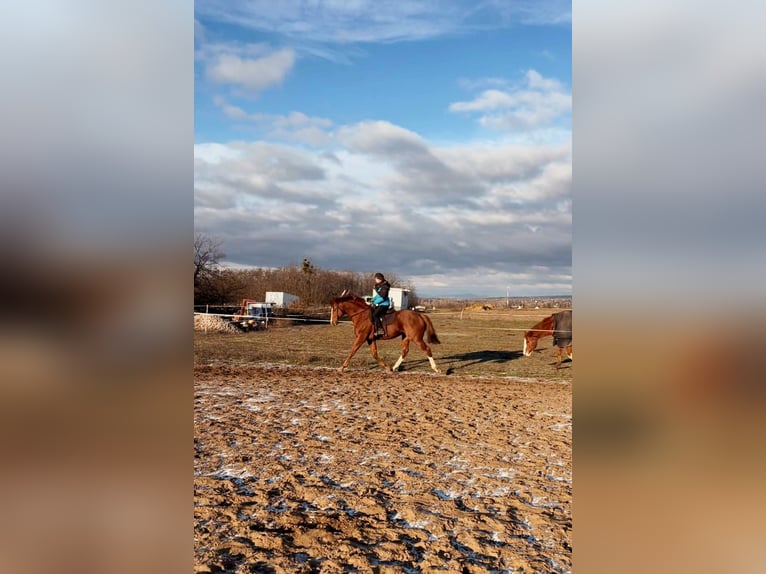 Thoroughbred Stallion 5 years 16 hh Chestnut in Gyömrő