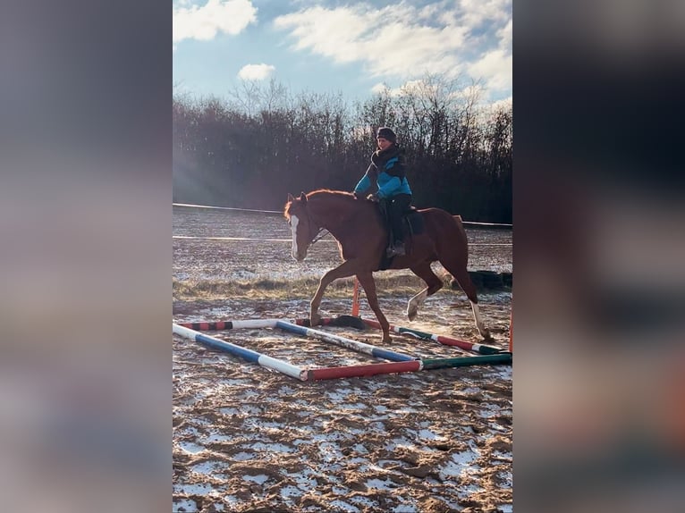 Thoroughbred Stallion 5 years 16 hh Chestnut in Gyömrő