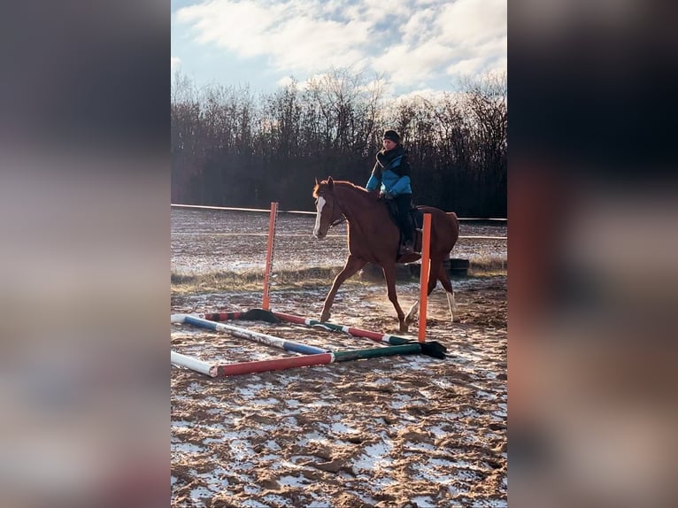 Thoroughbred Stallion 5 years 16 hh Chestnut in Gyömrő