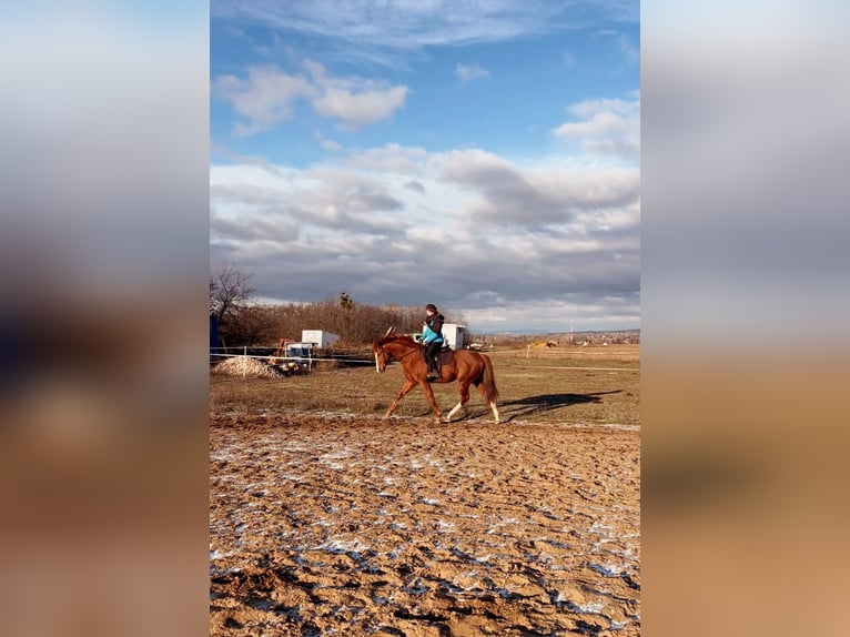 Thoroughbred Stallion 5 years 16 hh Chestnut in Gyömrő