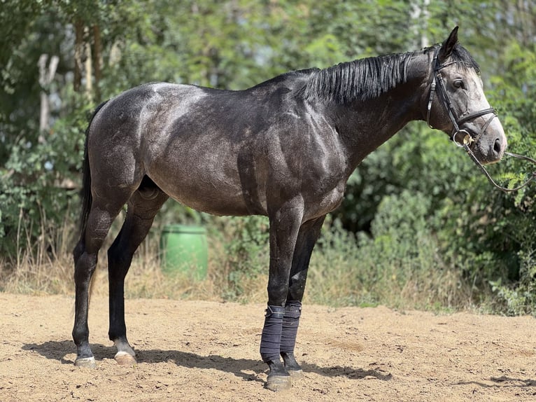 Thoroughbred Stallion 5 years 17 hh Grey in Cs&#xF6;m&#xF6;r