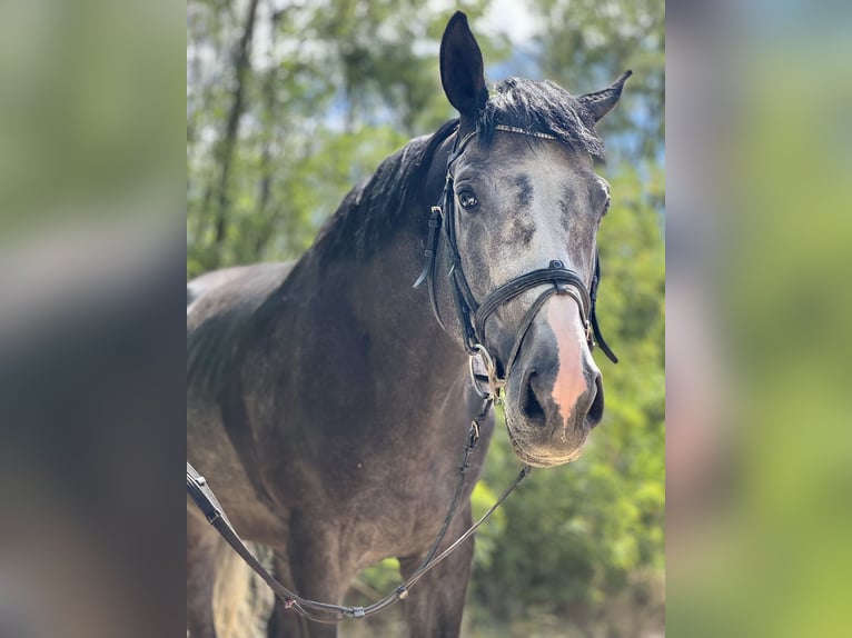 Thoroughbred Stallion 5 years 17 hh Grey in Cs&#xF6;m&#xF6;r