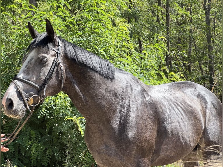 Thoroughbred Stallion 5 years 17 hh Grey in Cs&#xF6;m&#xF6;r