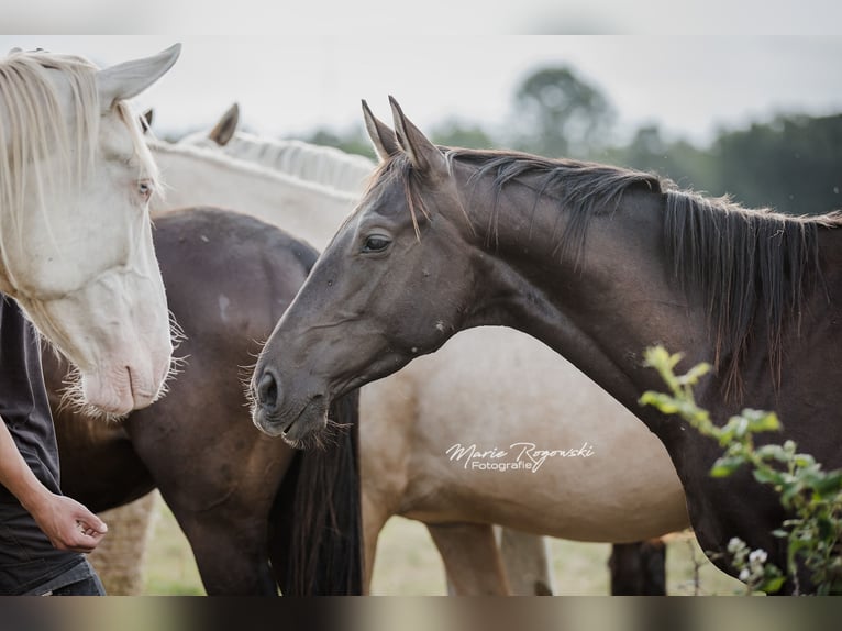 Thoroughbred Stallion 5 years Black in Beaumont pied-de-boeuf