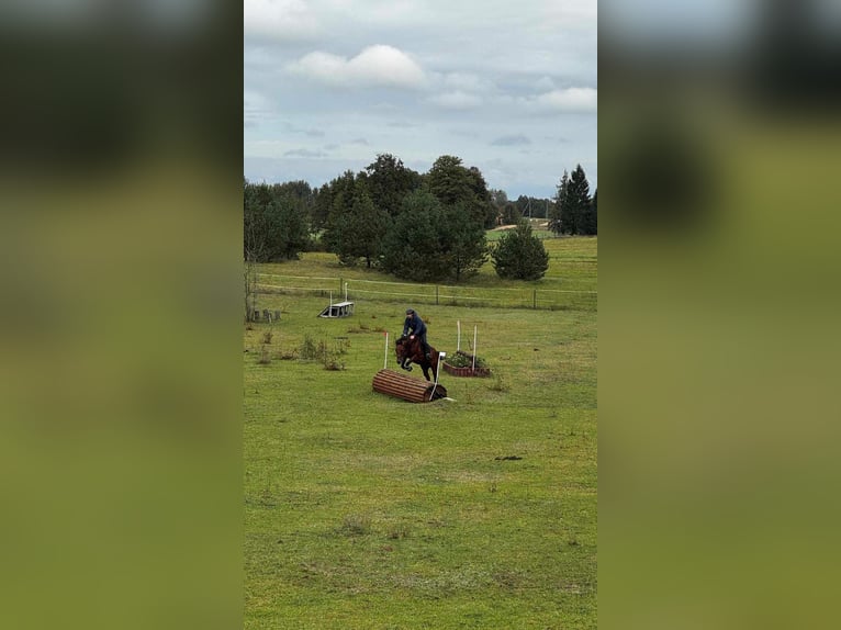 Thoroughbred Stallion 6 years 16 hh Bay in Alytus