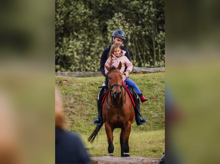 Thoroughbred Stallion 6 years 16 hh Bay in Alytus