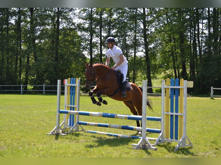Thoroughbred Stallion 6 years 16 hh Bay in Alytus