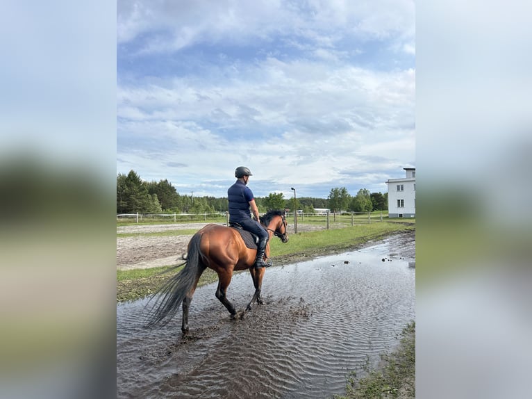 Thoroughbred Stallion 6 years 16 hh Bay in Alytus