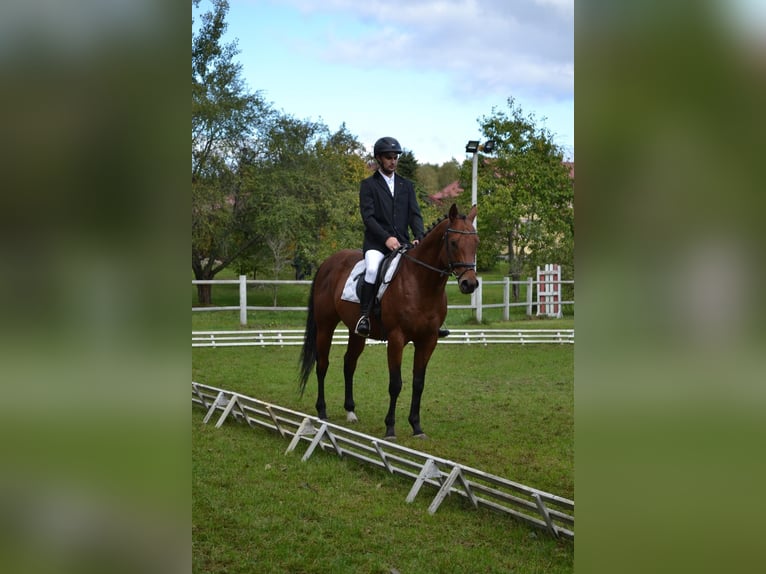 Thoroughbred Stallion 6 years 16 hh Bay in Alytus