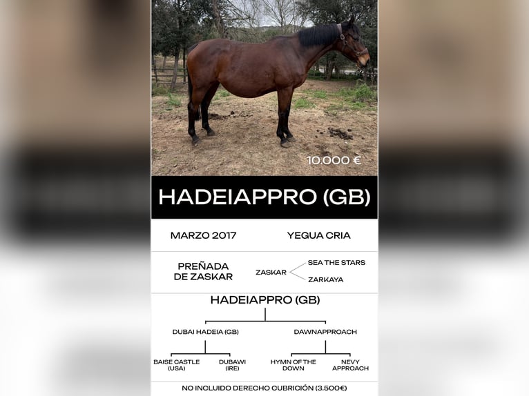 Thoroughbred Stallion 6 years  in MadridMadrid