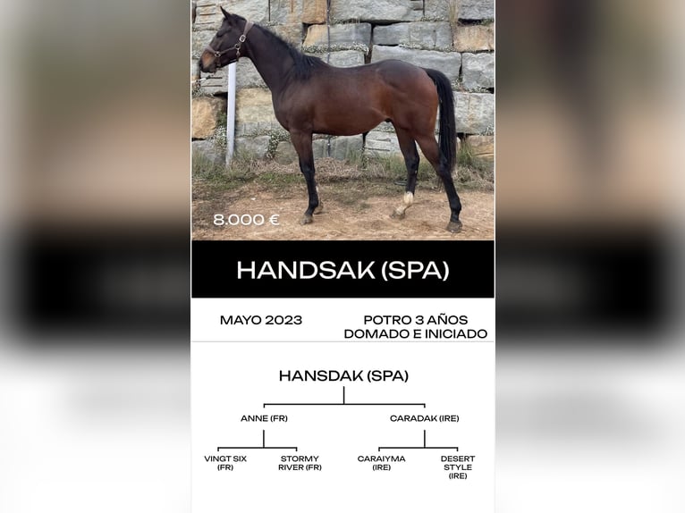 Thoroughbred Stallion 6 years  in MadridMadrid