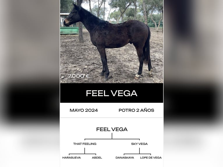 Thoroughbred Stallion 6 years  in MadridMadrid