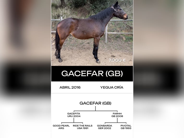 Thoroughbred Stallion 6 years  in MadridMadrid