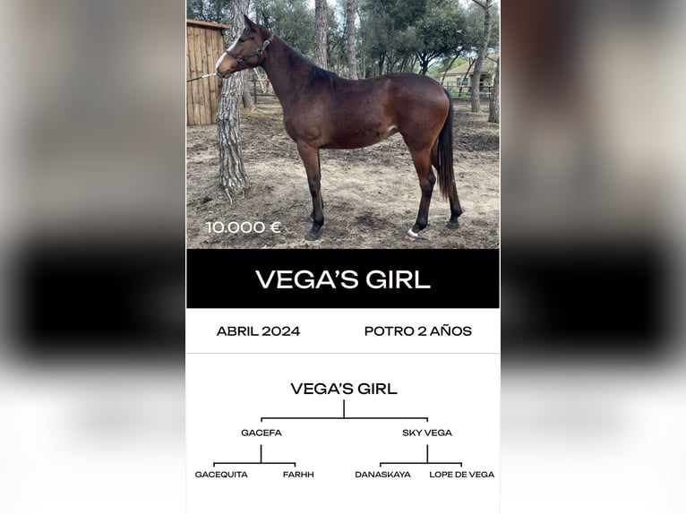 Thoroughbred Stallion 6 years  in MadridMadrid