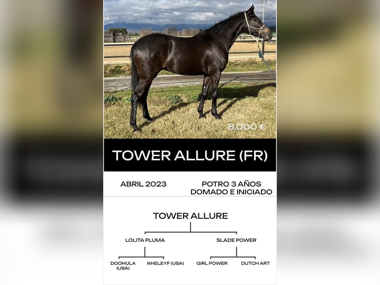 Thoroughbred Stallion 6 years  in MadridMadrid