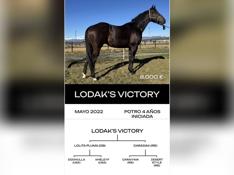 Thoroughbred Stallion 6 years  in MadridMadrid