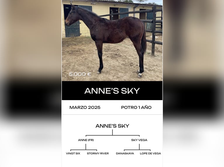 Thoroughbred Stallion 6 years  in MadridMadrid