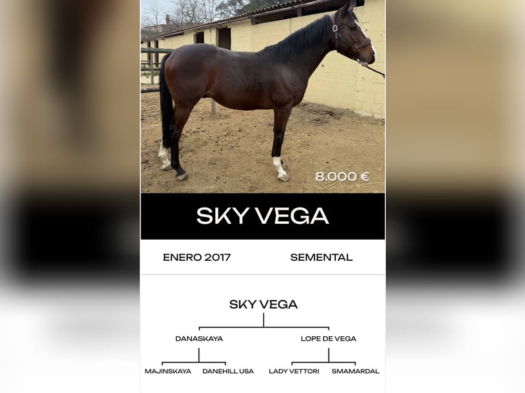 Thoroughbred Stallion 6 years  in MadridMadrid