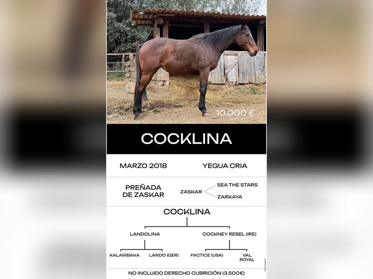 Thoroughbred Stallion 6 years  in MadridMadrid