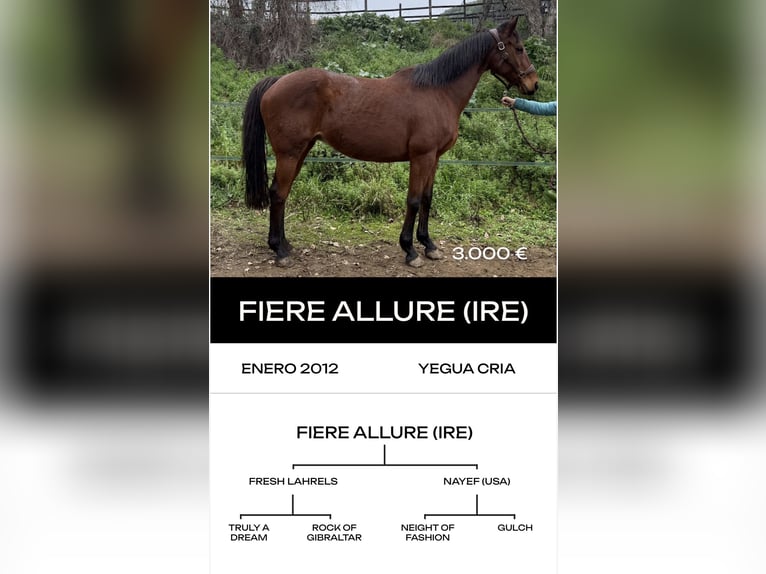 Thoroughbred Stallion 6 years  in MadridMadrid