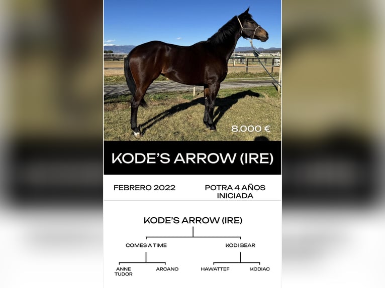 Thoroughbred Stallion 6 years  in MadridMadrid