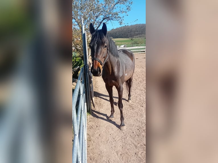 Thoroughbred Stallion 7 years 14,3 hh Bay-Dark in Haßfurt