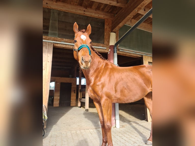 Thoroughbred Stallion 7 years 15,3 hh Chestnut-Red in Salzburg