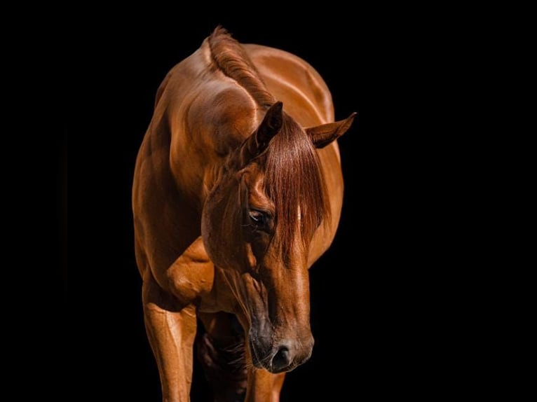 Thoroughbred Stallion 7 years 15,3 hh Chestnut-Red in Salzburg