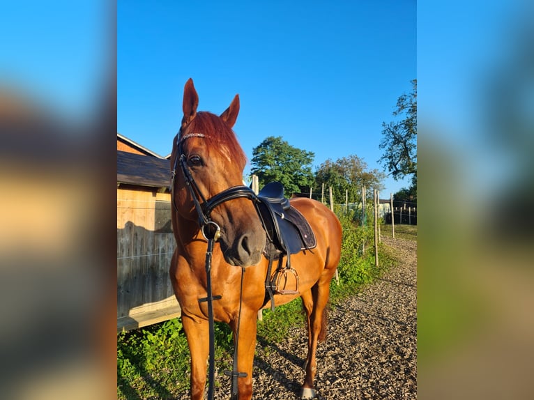 Thoroughbred Stallion 7 years 15,3 hh Chestnut-Red in Salzburg
