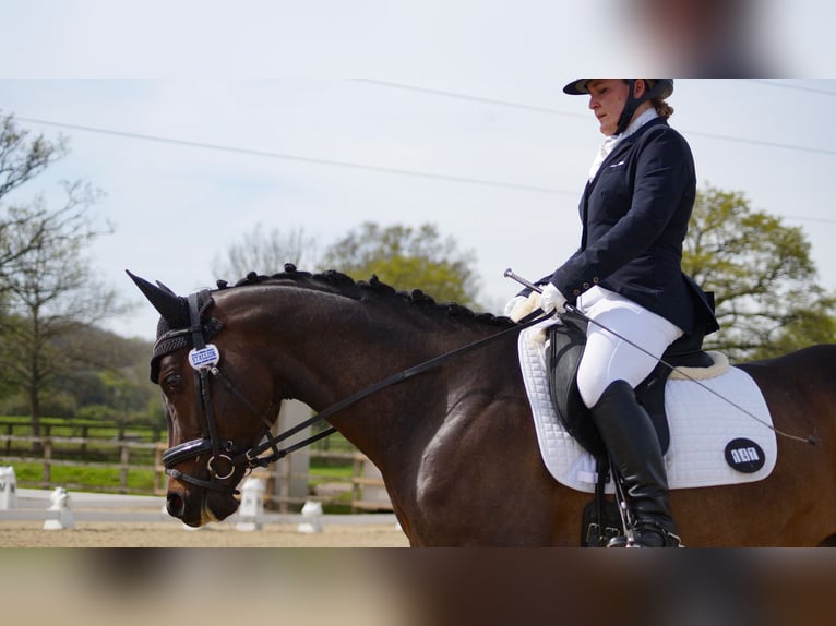 Thoroughbred Stallion 7 years 16 hh Bay in London