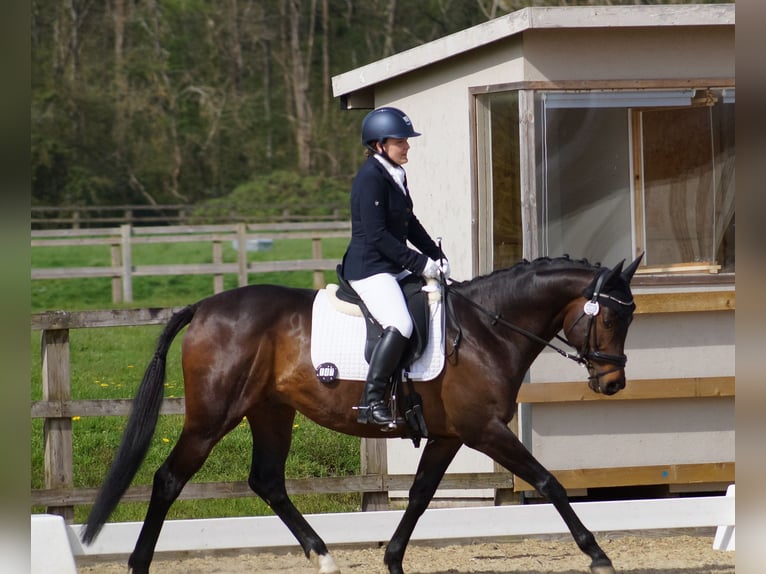 Thoroughbred Stallion 7 years 16 hh Bay in London
