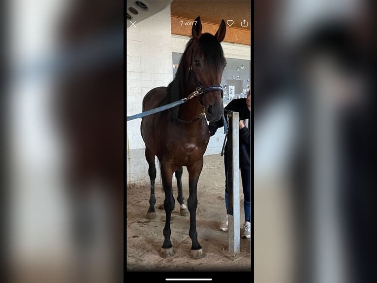 Thoroughbred Stallion 7 years 16 hh Brown in Kierspe