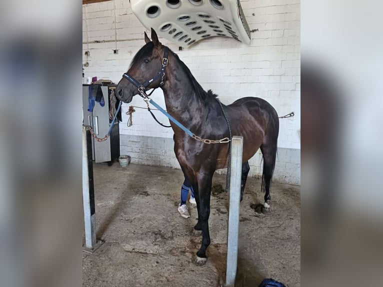 Thoroughbred Stallion 7 years 16 hh Brown in Kierspe