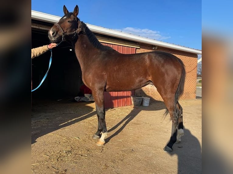 Thoroughbred Stallion 7 years 16 hh Brown in Ashburn