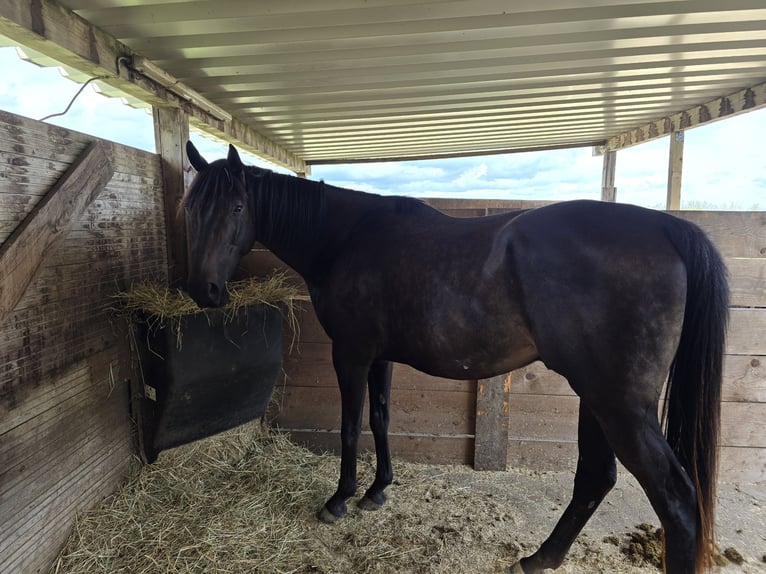 Thoroughbred Stallion 8 years 16 hh Bay-Dark in Völklingen Thoroughbred Stallion 8 years 16 hh Bay-Dark in Völklingen