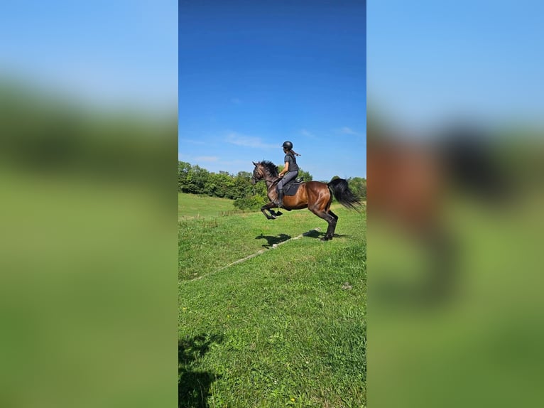 Thoroughbred Stallion 8 years 16 hh Smoky-Black in La Terrasse