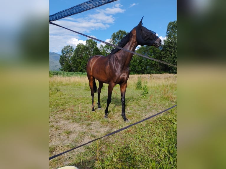 Thoroughbred Stallion 8 years 16 hh Smoky-Black in La Terrasse