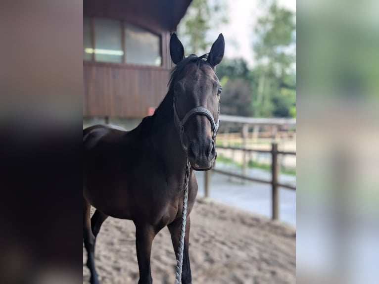 Thoroughbred Stallion 8 years 16 hh Smoky-Black in La Terrasse