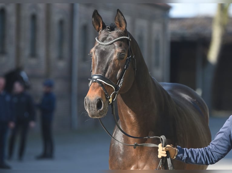 Thoroughbred Stallion Bay-Dark in Celle