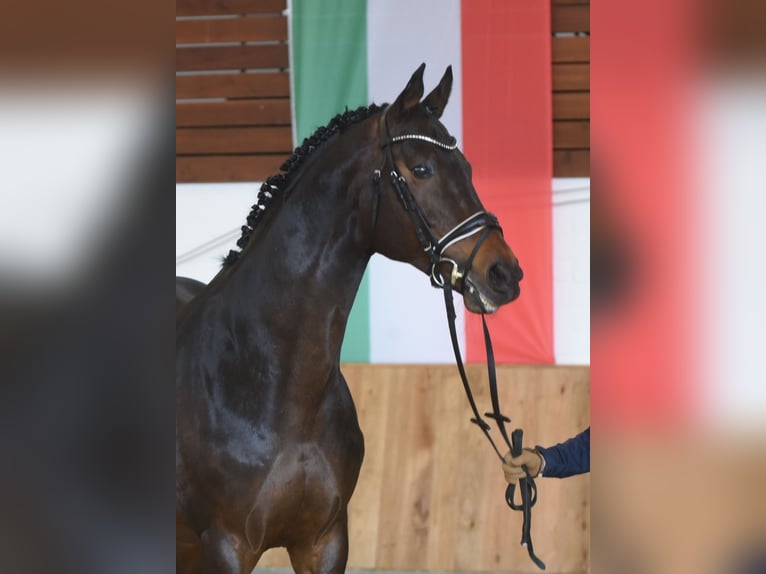 Thoroughbred Stallion Bay-Dark in Celle