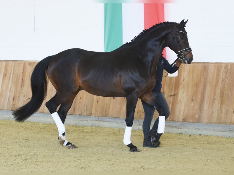 Thoroughbred Stallion Bay-Dark in Celle