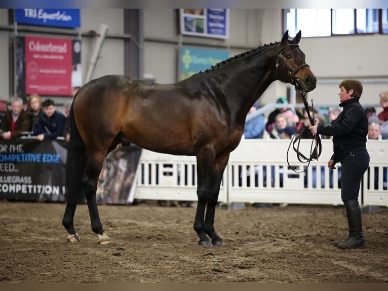 Thoroughbred Stallion Bay-Dark in Celle