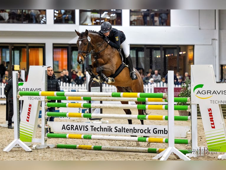 Thoroughbred Stallion Brown in Aukrug